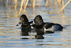 Ring-necked Duck